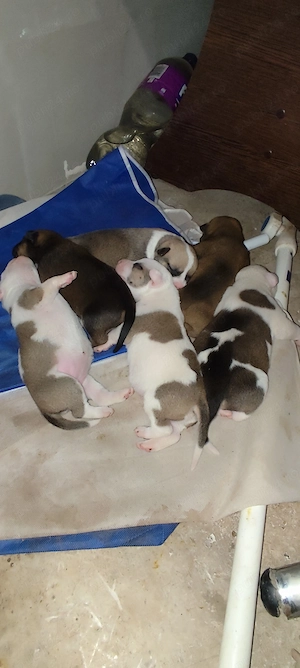 Donez căței Amstaff  - imagine 3