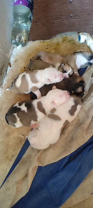 Donez căței Amstaff  - imagine 2