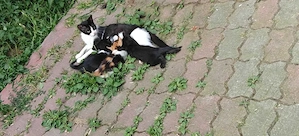DONEZ PUI PISICA PISOI PISOIASI varsta 7 saptamani si jumatate 3 pui de pisica - imagine 3