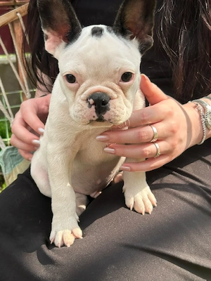 bulldog francez mascul - imagine 4