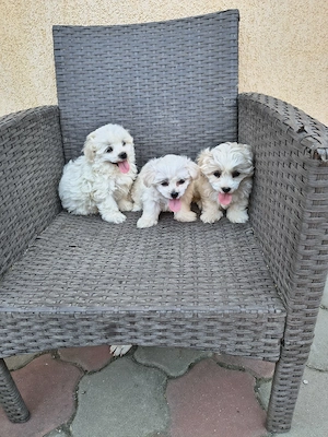 căței bichon - imagine 4