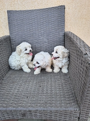 căței bichon - imagine 2