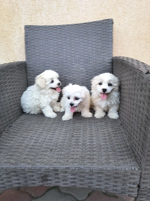 căței bichon