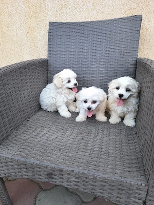 căței bichon - imagine 5