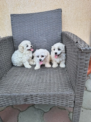 căței bichon - imagine 3