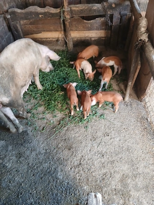 de vânzare urgent scroafă cu 9 purcei de 3 săptămâni vând urgent preț 2000 lei 