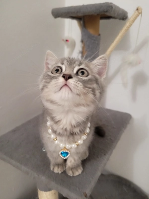 Pisicuta British shorthair - imagine 4