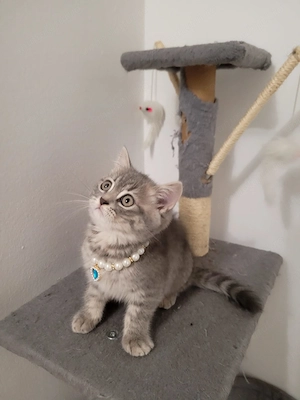 Pisicuta British shorthair - imagine 5