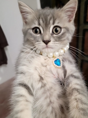 Pisicuta British shorthair