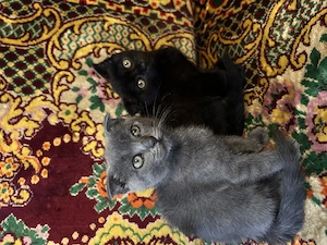 Pui de pisică  Scottish Fold - imagine 2