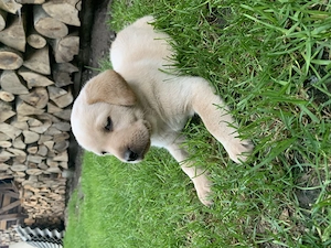 Pui labrador  retriever - imagine 5