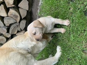 Pui labrador  retriever - imagine 3