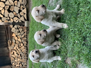 Pui labrador  retriever