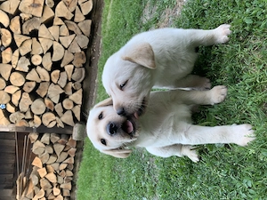 Pui labrador  retriever - imagine 2