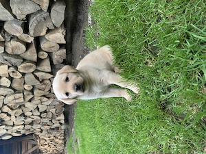 Pui labrador  retriever - imagine 4