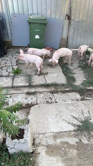 vand purcei 9 saptamani rasa landras  - imagine 2