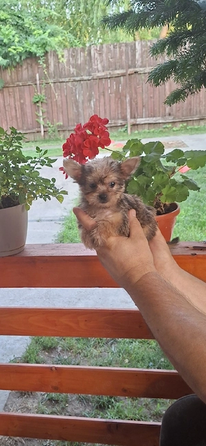 Yorkshire terrier