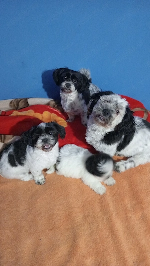 Vând pui Shih Tzu de rasă pură!! - imagine 5
