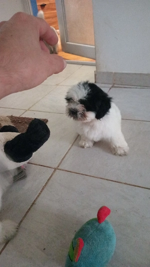 Vând pui Shih Tzu de rasă pură!! - imagine 6