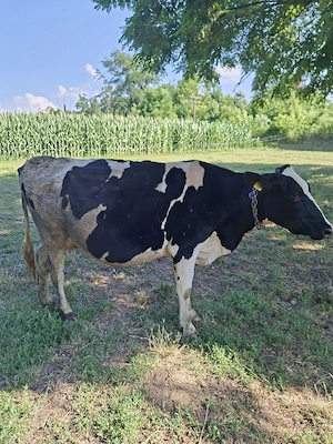 Vând vacă holstein 