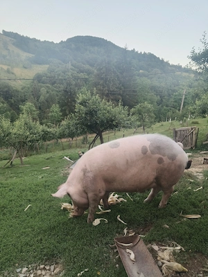 Porc de carne 250 kg