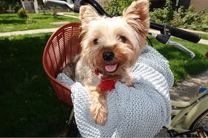 Catei Mini toy yorkshire Terrier - imagine 3