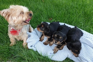 Catei Mini toy yorkshire Terrier - imagine 4