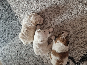 Catelusi Bichon