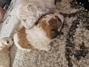 Catelusi Bichon - imagine 3
