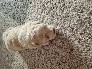 Catelusi Bichon - imagine 2