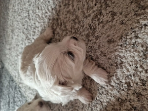 Catelusi Bichon - imagine 4