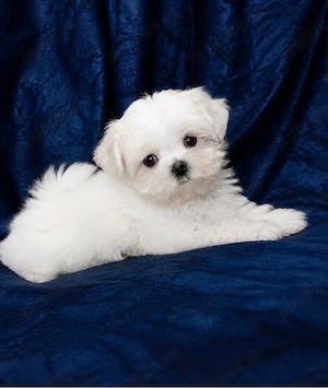 Bichon Maltez - imagine 5
