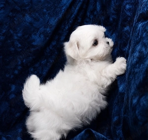 Bichon Maltez - imagine 4