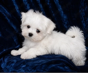 Bichon Maltez