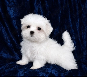 Bichon Maltez - imagine 3