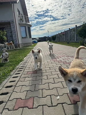 Cateluse Akita Inu albe