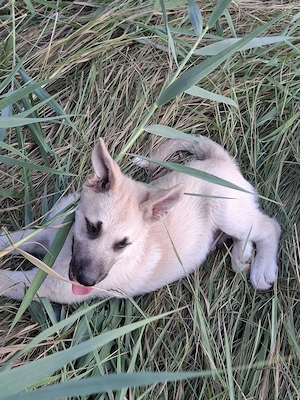 Căței husky malinois