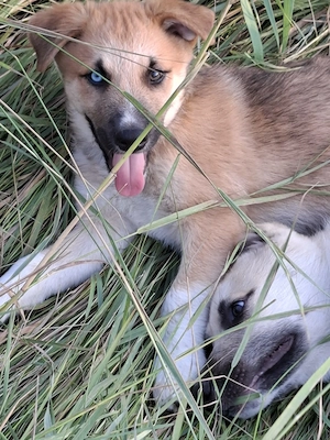 Căței husky malinois - imagine 5