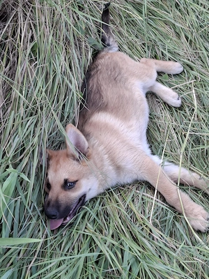 Căței husky malinois - imagine 4