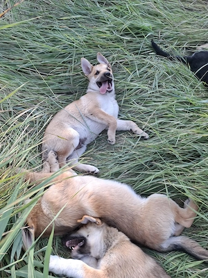 Căței husky malinois - imagine 3