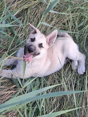 Căței husky malinois - imagine 2