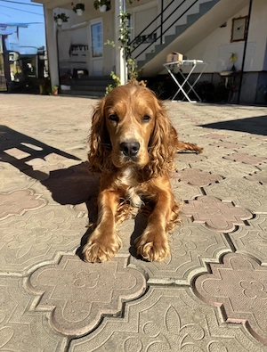 Cățeluși Cocker Spaniel  - imagine 5