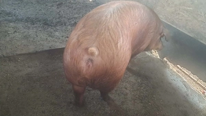 Scroafa duroc de vanzare