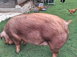 Scroafa duroc de vanzare - imagine 3