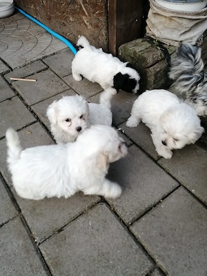 Bichon havane, 5 fetite - imagine 4