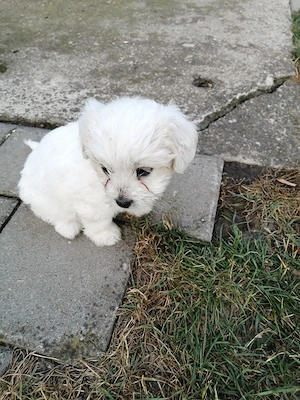 Bichon havane, 5 fetite - imagine 3
