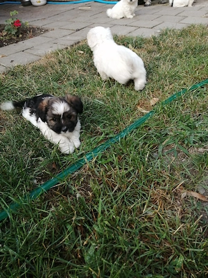 Bichon havane, 5 fetite - imagine 5