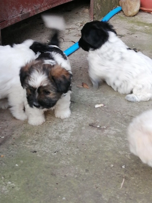 Bichon havane, 5 fetite - imagine 2