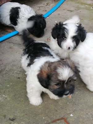 Bichon havane, 5 fetite