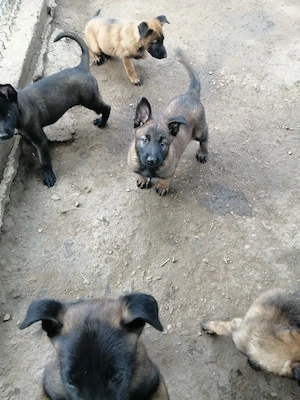 Căței ciobănesc belgian malinois 